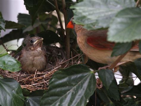 Photo Gallery: Northern cardinal chicks leave the nest | Sports News | tulsaworld.com