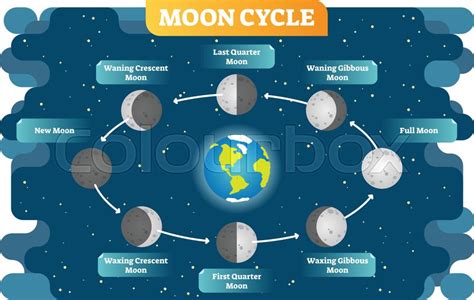 Moon cycle vector illustration diagram ... | Stock vector | Colourbox