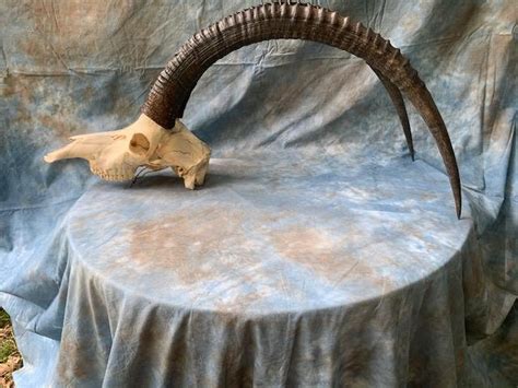 Large SABLE ANTELOPE HORNS with Full Skull African Hunting | Etsy