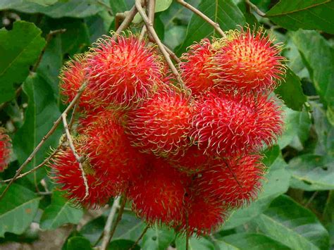 What Health Benefits of Rambutan Fruit during pregnant - VegetaFruit