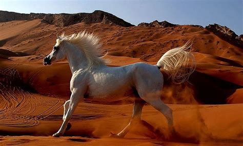 307 Arabian Horse Names Echoing Desert Legends - Animal Hype