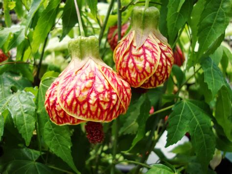 Abutilon Flower - Flower Coloring Page