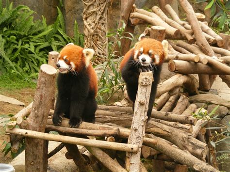 Red pandas in Ocean Park Hong Kong - Red Pandas Photo (30357865) - Fanpop