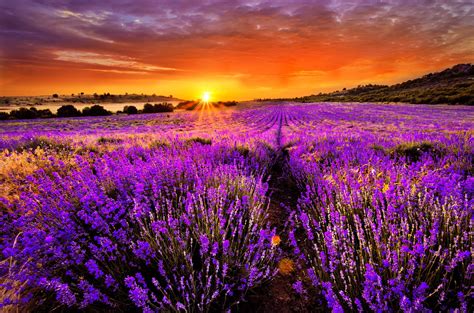 Lavender Field Sunset Wallpapers - Top Free Lavender Field Sunset Backgrounds - WallpaperAccess