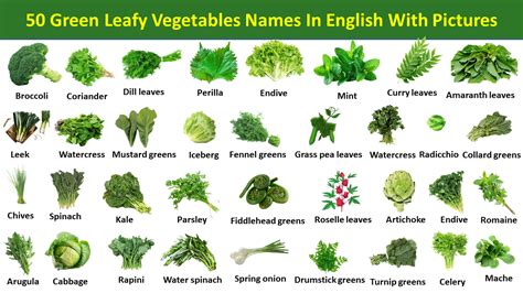 what is green leafy vegetables Archives - Vocabulary Point