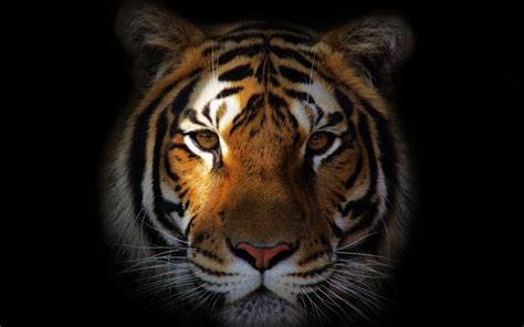 Tiger Desktop Wallpapers - Top Free Tiger Desktop Backgrounds - WallpaperAccess