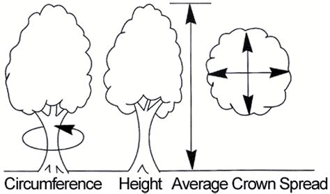 How to Measure a Tree