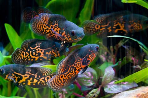 Oscar Fish Complete Guide: Lifespan, Breeding, Diet, Tank Setup