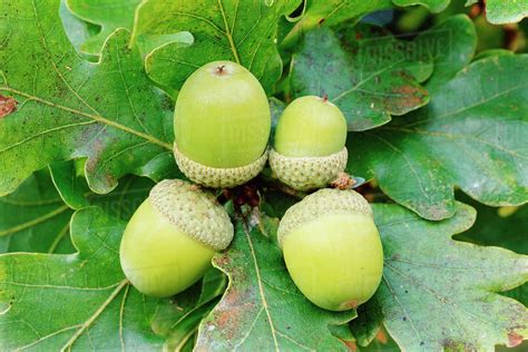 Acorns of English oak tree (Quercus robur). Cornwall, UK. - Stock Photo ...