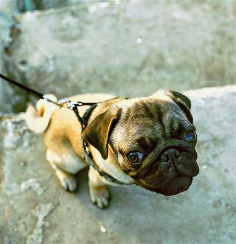 8 Most Interesting Pug Training Tips To Master