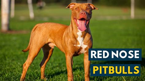 Are Red Nose Pitbulls Aggressive? Quick Answer - Chambazone.com