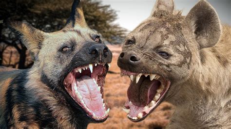 Hyena Vs Wild Dog