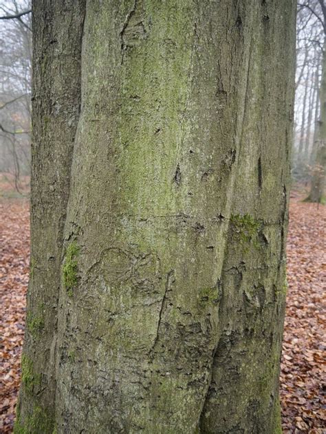 Beech Tree Bark Stock Images - Download 2,894 Royalty Free Photos - Page 2