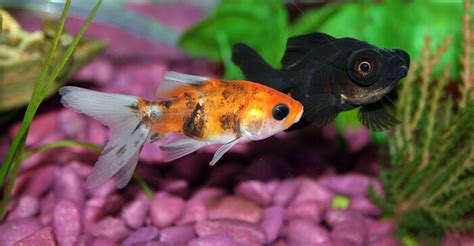 Goldfish Behaviors And What They Mean - Fancy Goldfish - Goldfish Care - Goldfish info