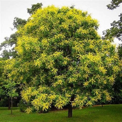 Koelreuteria Paniculata Bonsai