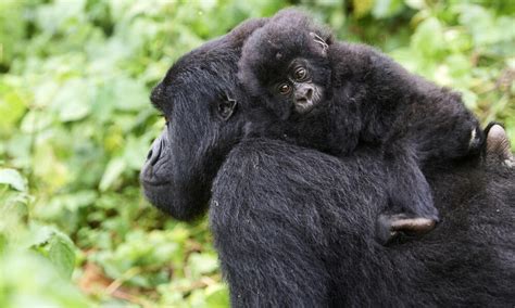 Species Spotlight: Mountain Gorilla | Pages | WWF