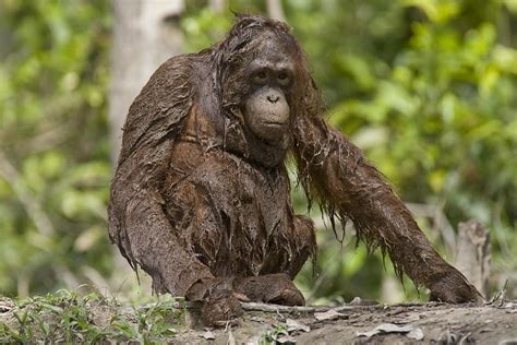 Chimpanzee Information: Orangutans Swimming