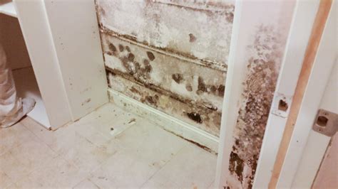 Basement Mold Removal - Remex USA