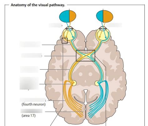 Visual Pathway Diagram | Quizlet