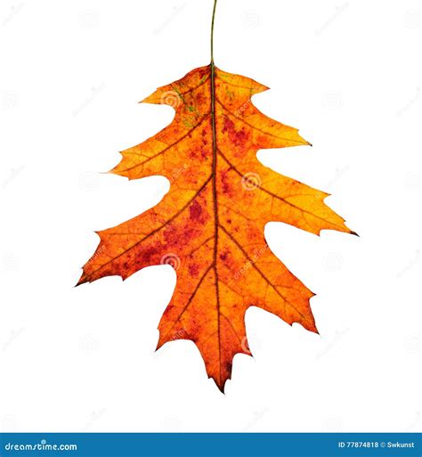 Close-up of Autumn Oak Leaf on White Background. Stock Photo - Image of forest, orange: 77874818