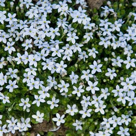 Blue Star Creeper – Great Garden Plants