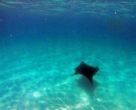 Why You Need To Swim With Manta Rays At Coral Bay, WA