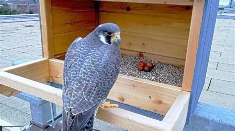 Success of falcon nesting box earns attention