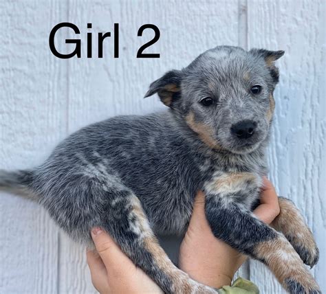 Austrailian Blue Heeler Puppies For Sale | Harrodsburg, KY #315919