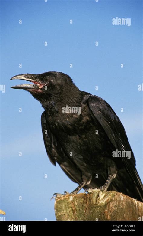 Cawing hi-res stock photography and images - Alamy