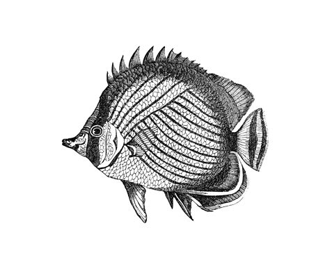 Fish Drawing Free Stock Photo - Public Domain Pictures