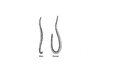 Draw the diagram of male and female Ascaris.