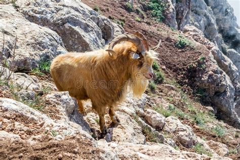 Mountain Goat In Natural Habitat Stock Photo - Image of environment ...