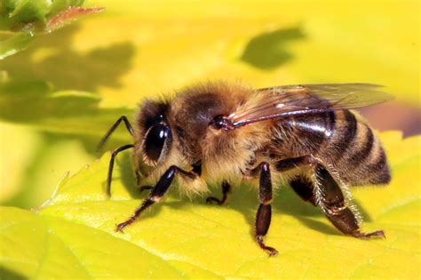 File:Honey bee (Apis mellifera).jpg - Wikimedia Commons