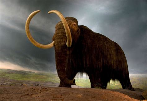 woolly mammoth | Size, Adaptations, & Facts | Britannica