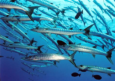 Barracuda Fishing - Fish Charter Curacao