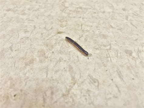 [Atlanta, Georgia] Centipede like insects (about 1/2 inch to 1 inch long) have invaded my ...