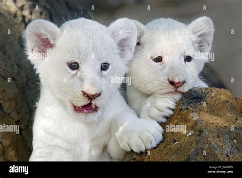 Cute White Lion Cubs With Blue Eyes