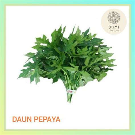 Jual Daun Pepaya 150 gram - Sayur Segar | Shopee Indonesia