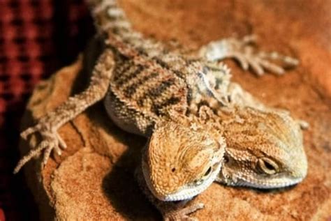 Bearded Dragon - Pogona Vitticeps