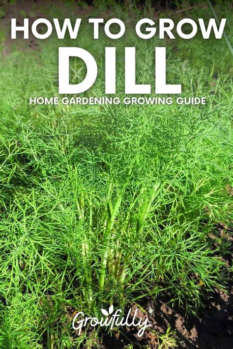 Growing Dill: A Complete Guide - Growfully