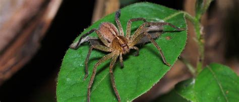 Huntsman Spider - A-Z Animals