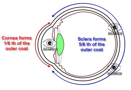 Anatomy of Sclera