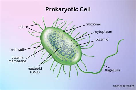 Simple Prokaryotic Cell Diagram Printable Diagram Prokaryotic Cell | Porn Sex Picture