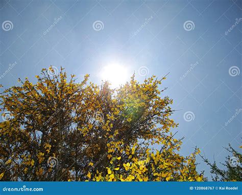 Flowering gorse stock image. Image of plant, bloom, forest - 120868767