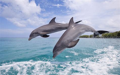 Bottlenose Dolphins in Ocean Splash - HD Wallpaper