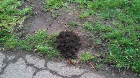 Example of a Mole Hill vs Gopher 'Hole' (they make moun... | Doovi