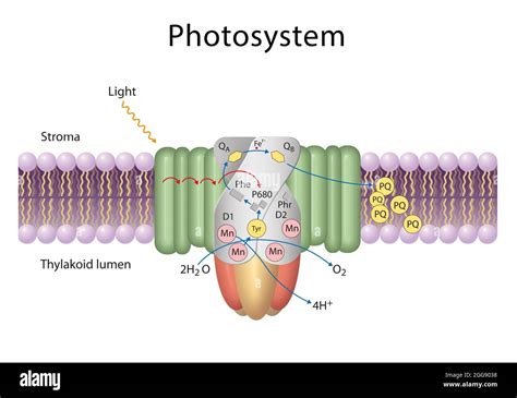 Thylakoid Membrane Cyanobacteria