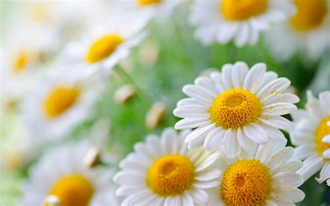 Daisies wallpaper | 1920x1200 | #51541