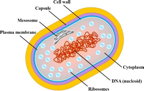 Tuberculosis Bacteria Structure