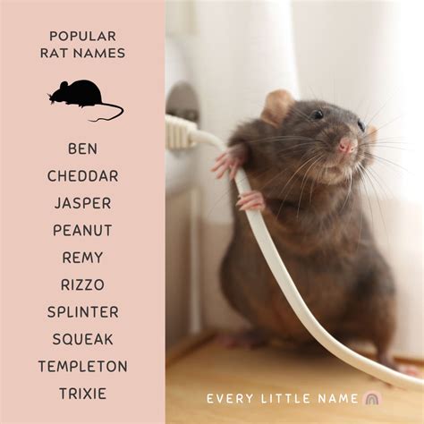 220+ Best Rat Names (Cool, Cute, and Funny) - Every Little Name